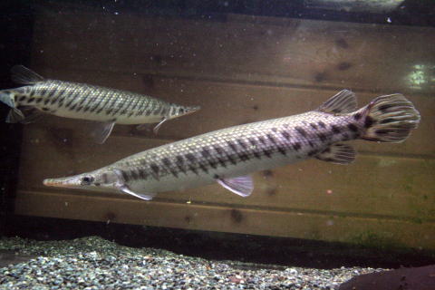 鶴見川で「怪魚アリゲーターガー」を狙い続けた若者の話。Monos