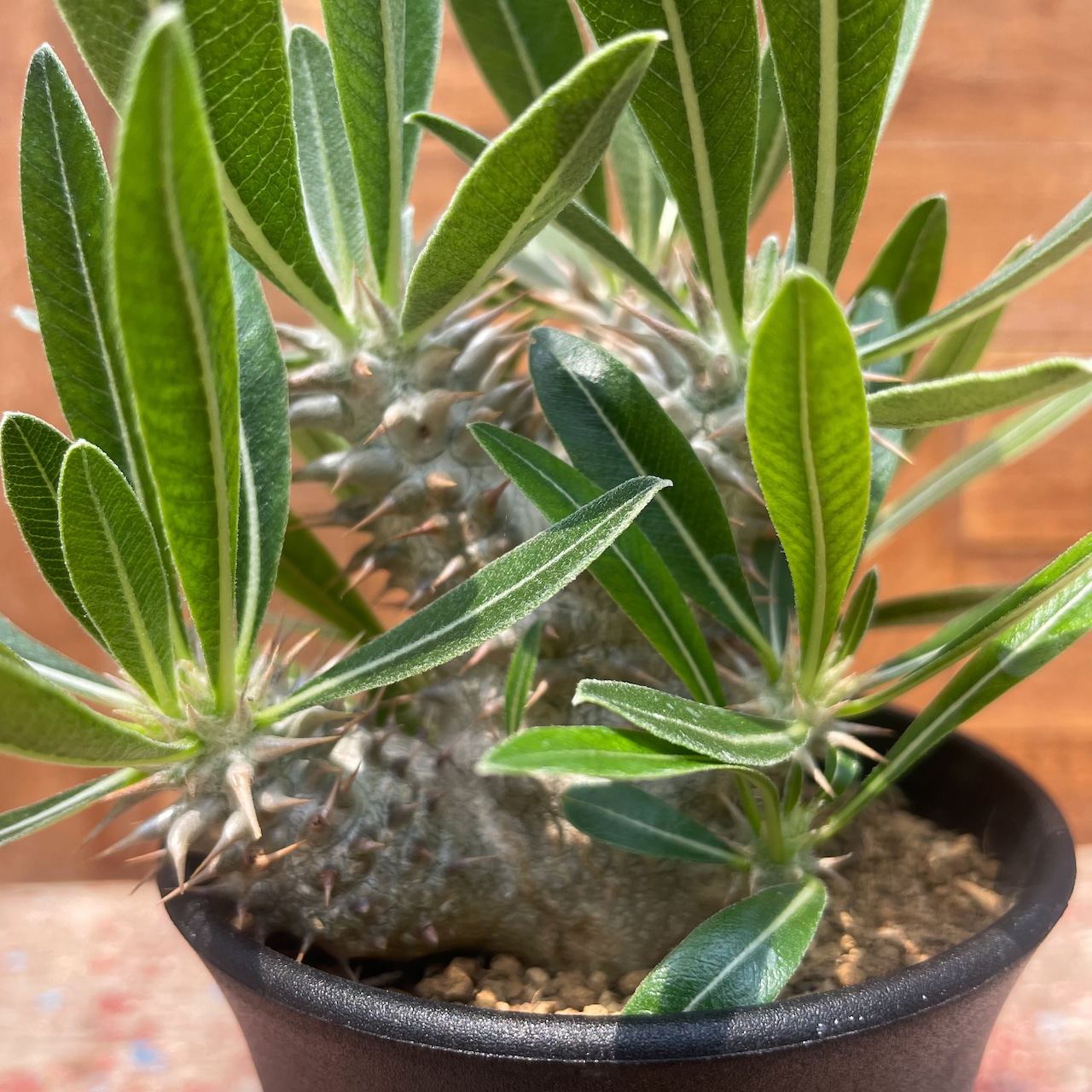 パキポディウム 伊藤ハイブリッド Pachypodium 'Itoh Hybrid' No