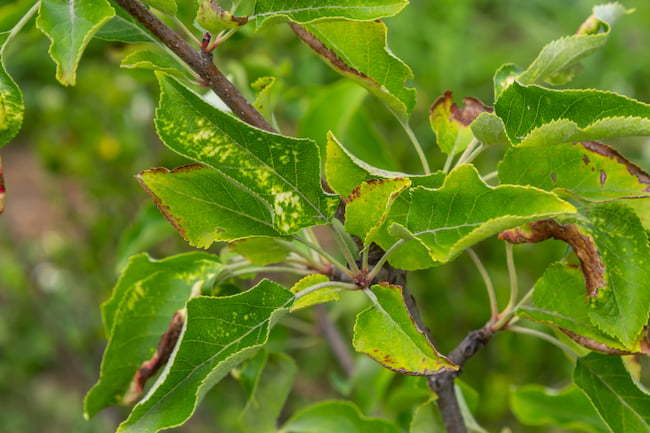 ウララＤＦの上手な使い方：りんご