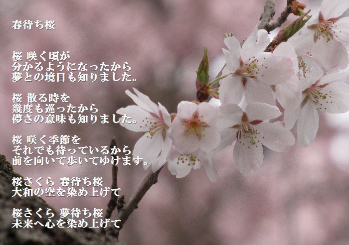 桜 春夏秋冬