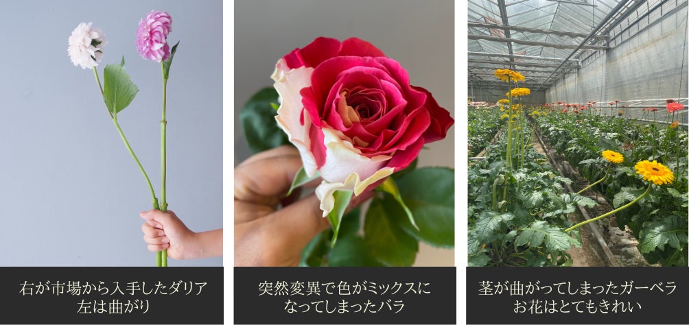 nest_flower_plus