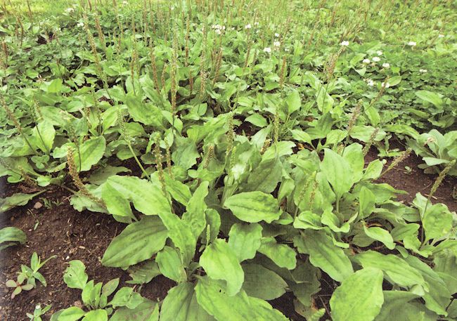 草本之家洋車前子麩皮粉殼罐裝x3瓶 220克 瓶 洋車前子ETMall東森購物網