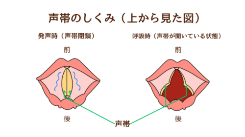 落ちる」まで何秒？UFCでの絞め技による失神｜Matia Okubo