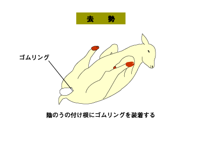 新性感帯オナニー】タマニスト直伝！「タマニー」はシコらず揺らす【匠の発射】｜BLニュース ちるちる