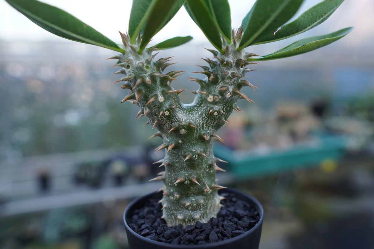 パキポディウム伊藤ハイブリッド 実生株で写真より実株が大きいパターンの子です🙌 株の詳細等についてはDMにてお問い合わせください！-良質な塊根植物を多数取り揃え- 当店では、海外から直輸入した希少なものから 初めての方でも手に取りやすい低価格のものまで