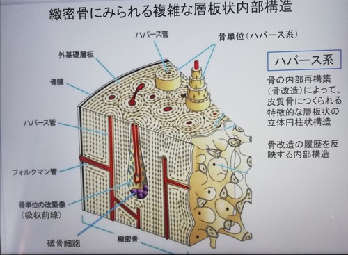 特定の骨部分ハバース管骨髄腔のベクトル図Premiumベクトル素材