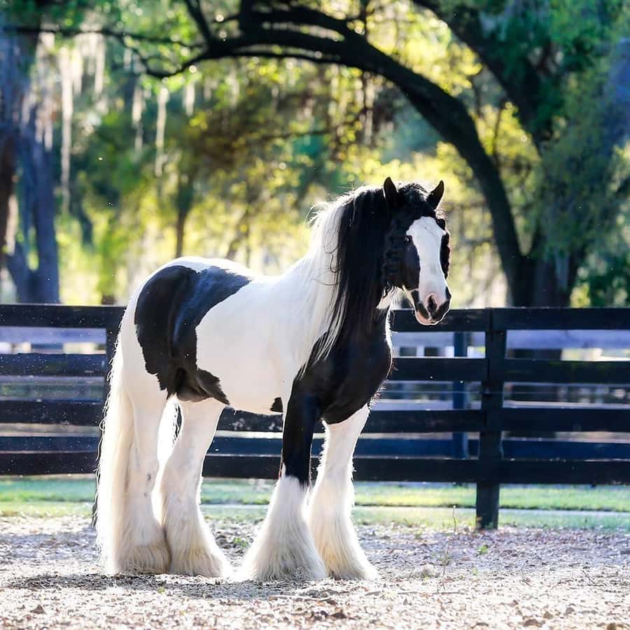 650点を超えるジプシーバナーのストックフォト、写真、そしてロイヤリティフリーの画像 - iStock