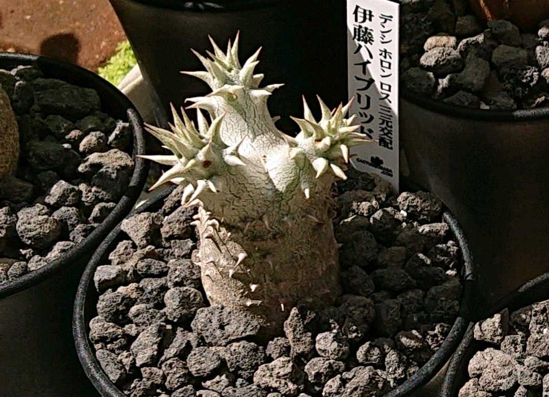 伊藤ハイブリッドSTORES