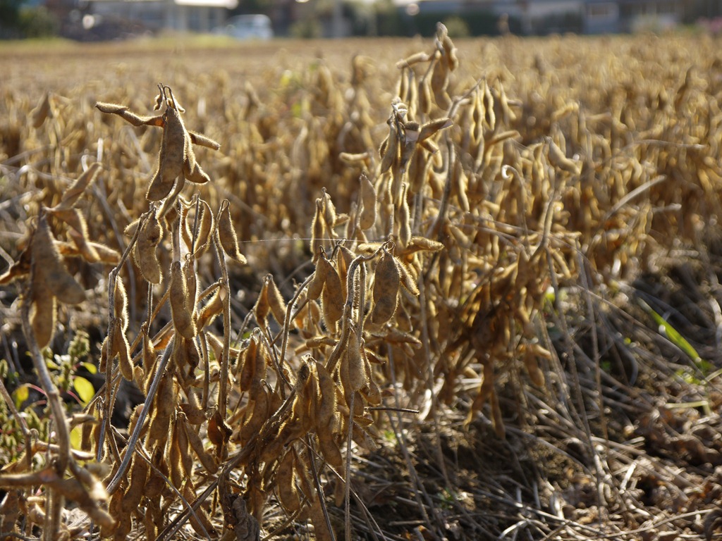 味噌用の｢菌ちゃん大豆｣ 皆で育てて、よもやの豊作30㎏❗🙌錬金術師の家庭菜園