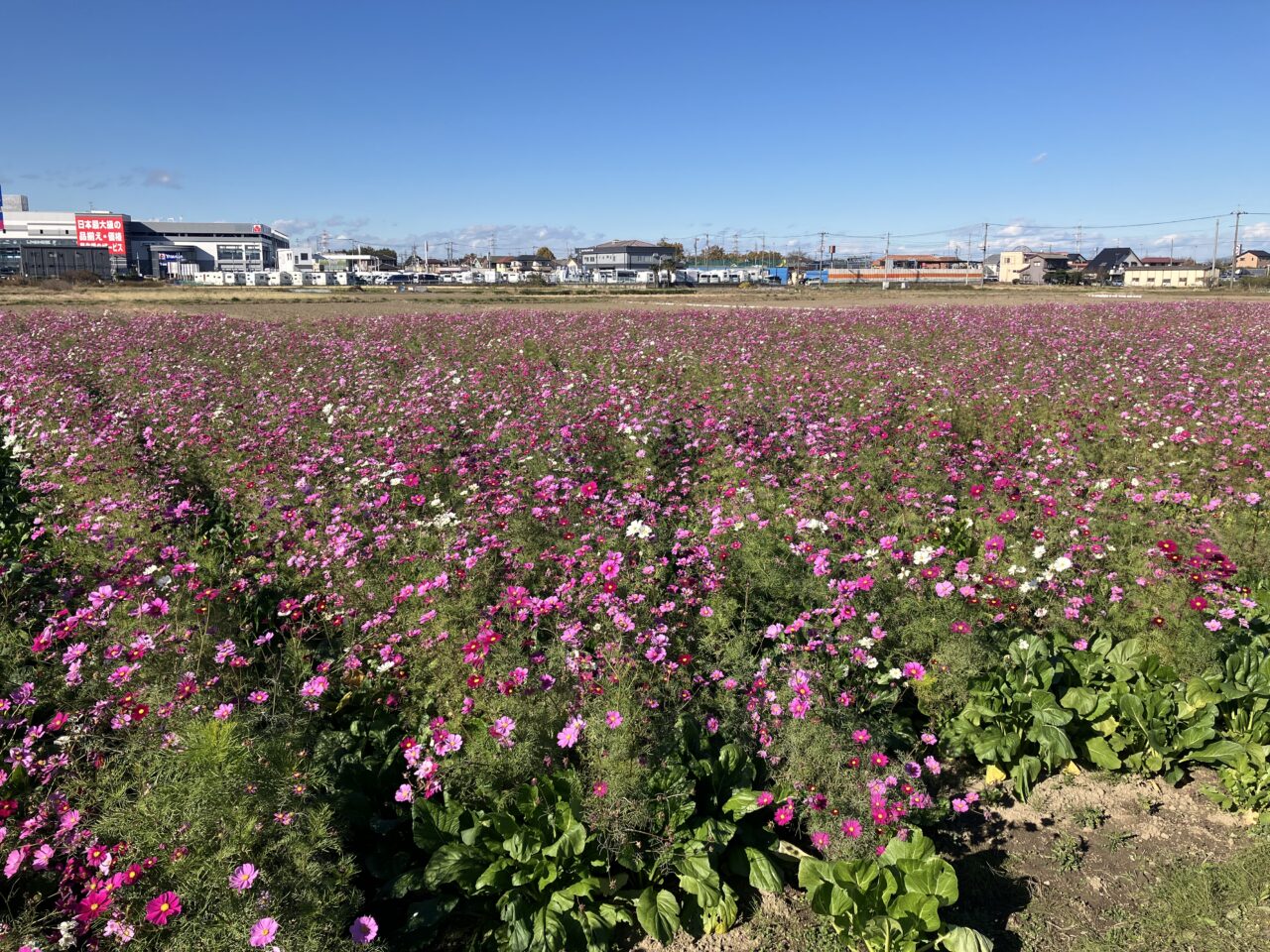 コスモスとバラが見られる智光山公園へ（2）コスモスだけだと厳しいと思ったわりには』狭山・入間(埼玉県)の旅行記・ブログ by まみさん【フォートラベル】