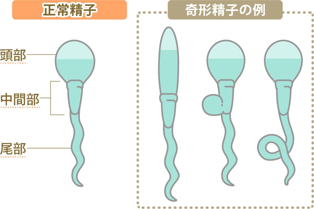 精子の製造と射精の仕組み｜【浜松町第一クリニック】