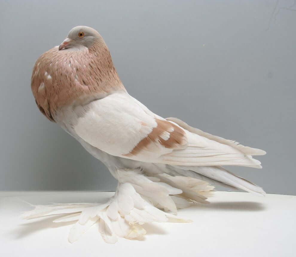 そこらへんで目にするハトより凄いハト胸が多数。観賞用に飼育されているカワラバト17種を紹介した映像 : 小太郎ぶろぐ