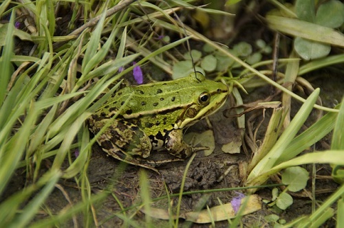 カエル - Wikipedia