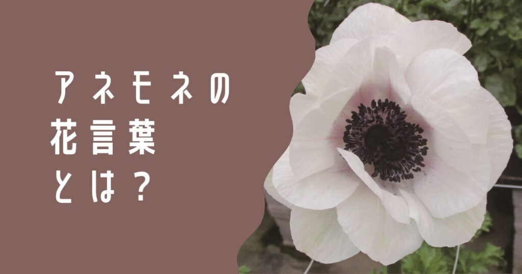 アネモネの花言葉-花言葉事典