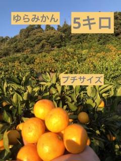 Yugo Shimizu |  山菜前線を目指して豊浦trip☘️例年と比べると１週間ほど遅れの様相…残雪豊富で水量も増し増し渡渉も難儀💦それもまた楽しめました🤗拝啓ちびっ子ネギちゃん🙇‍♂️お慕い申し上げておりました…💕ダニ気配もなく虫すくないのが良い季節〜🐝お花も少ない