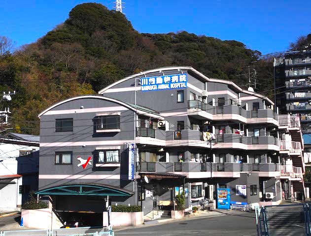 老犬ホームのご案内 |神奈川県横須賀市のペットの老後なら動物病院ヘルスペット／本院