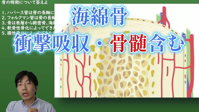 ハバース管とフォルクマン管の走行の覚え方 - 医学語呂なう医療美術部