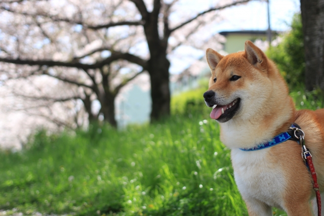 錦糸町近くのペットショップはこちら！犬猫はもちろん可愛いペット用品も | Pathee(パシー)