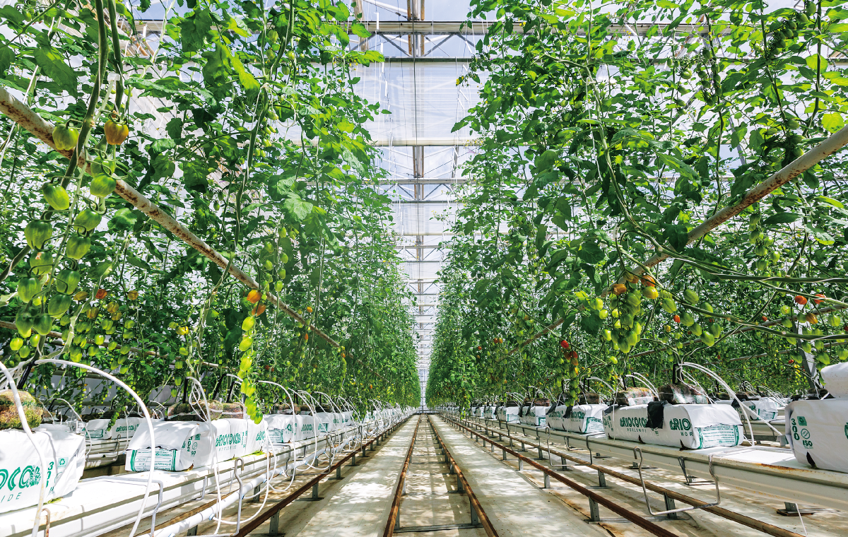 エンカレッジファーミング株式会社Sole!にいがた農・商・工をつないでみんなでつくる新潟の元気