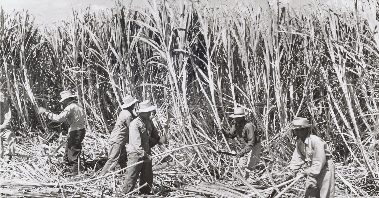 サトウキビの栽培と歴史 - 地理ラボ 詳しすぎる高校地理