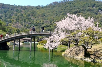 高松市内で楽しめる桜8選 | 高松観光