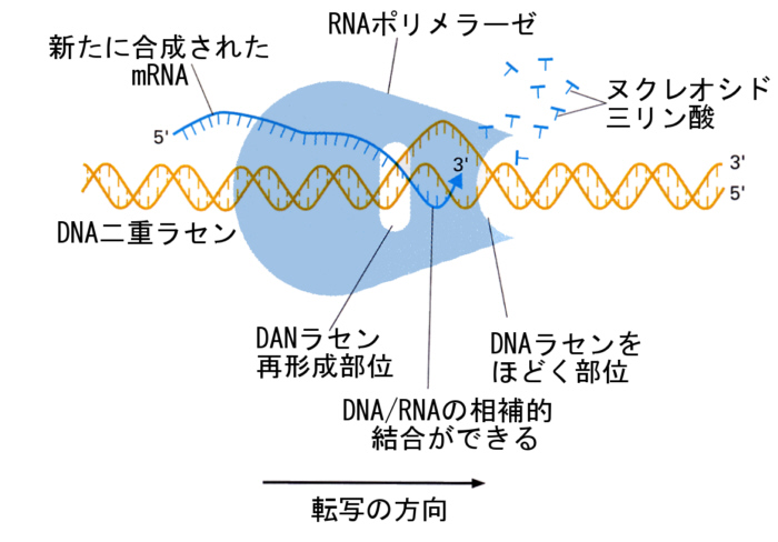 核爆弾つもりTech