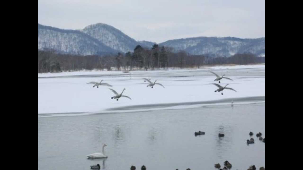 白鳥の湖 クラシックバレエおひめさま物語(書籍) -