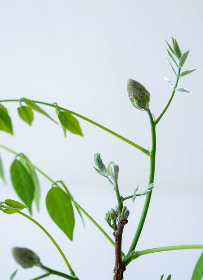 住宅型有料老人ホーム 藤の蕾弐番館の求人 - 福津市 福岡県レバウェル介護求人旧 きらケア