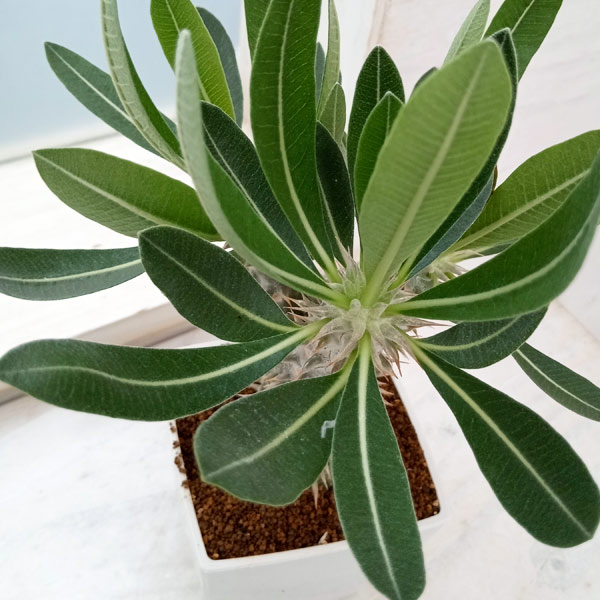 パキポディウム 伊藤ハイブリッドGREEN LUCK