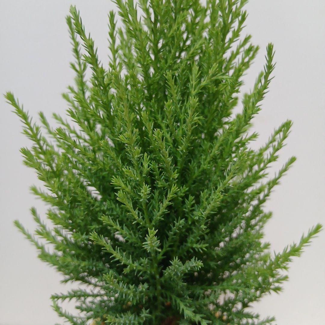 ドラゴンクエスト チャンピオンズ』ゴールド稼ぎのおすすめは？ ゴローの毎日配信- 電撃オンライン