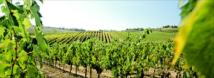 おうちでイオン イオンネットスーパー イタリア産 ピッチーニ イレブン ロッソ イタリア 赤 ミディアムボディ750ml