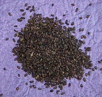 正心堂 洋車前子粉99%洋車前子殼1公斤 量販包洋車前子洋車前籽纖維粉體內環保生酮高纖維