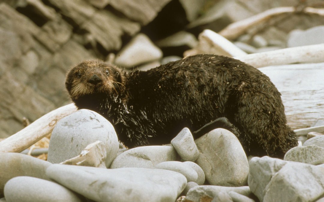 史上最悪 5分でわかるエクソン・バルディーズ号事故