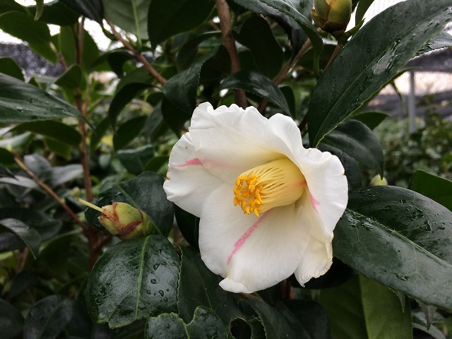 咲き分けが美しい【椿 秋の山】バリエーションは留まらす茶花にありがたい 後半は燃えるように咲き誇る