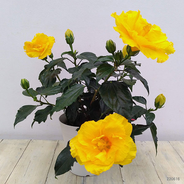 ゲフィオンの噴水北欧神話のゲフィオンに由来する名所