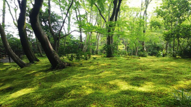 貴船 夏の風景 | 京都旅屋