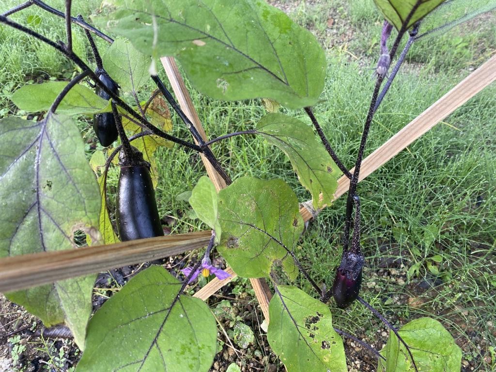 Amazon.co.jp: 本気でFIREをめざす人のための資産形成入門30歳でセミリタイアした私穂高唯希 : 文房具・オフィス用品