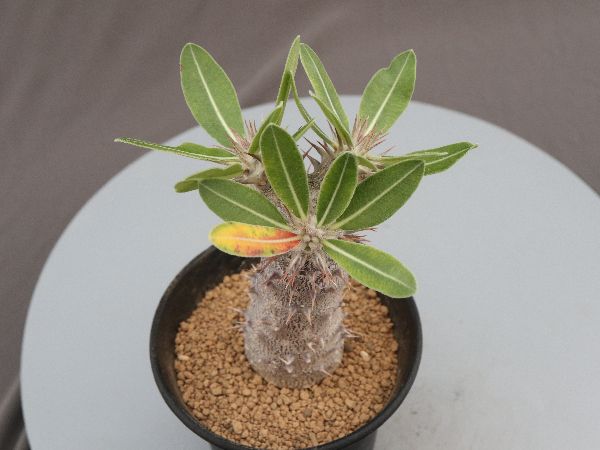 パキポディウム・伊藤ハイブリッド 12cm鉢 □カクタス長田