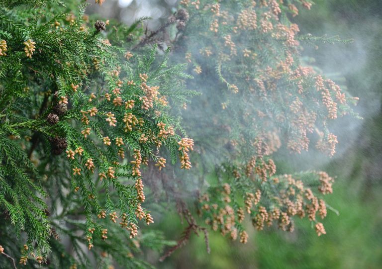 ６月は【 カモガヤ花粉症 】に要注意！ |