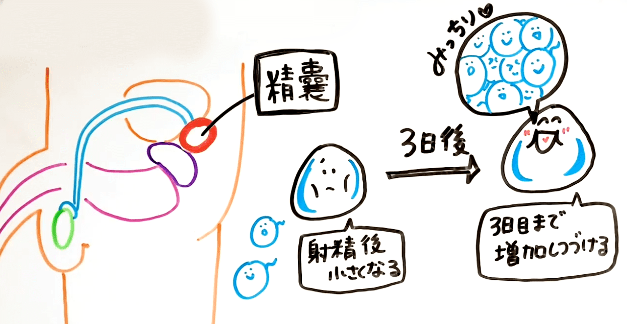 10代向け | オナニーの回数は気にしなくて良い |