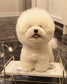 10,600点を超えるビションフリーゼのストックフォト、写真、そしてロイヤリティフリーの画像 - iStock犬, ポメラニアン, プードル