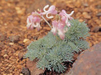 旅の記憶№111☆山岳観光道路 蔵王エコーラインの美しい滝と駒草平 宮城県蔵王町 ☆ブルーレボリューションのきまぐれブログ 復活編