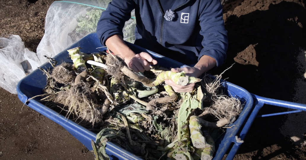 片付け先週は、3つのハウスで、トマトの残渣を大きなカッターで細かく切り、圃場に撒く作業。 ・それから、天井のビニールを全て剥がし、開放します。太陽、風、雨を取り入れて、土を自然に返します。 ・今朝は、灌水チューブを片付け、発酵微生物郡の培養液「魔法の