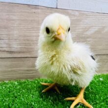 2025年最新 碁石チャボの人気アイテム - メルカリ