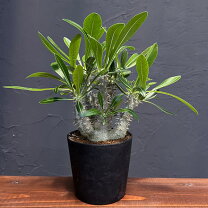 パキポディウム 伊藤ハイブリッド 771PROTOLEAF プロトリーフ