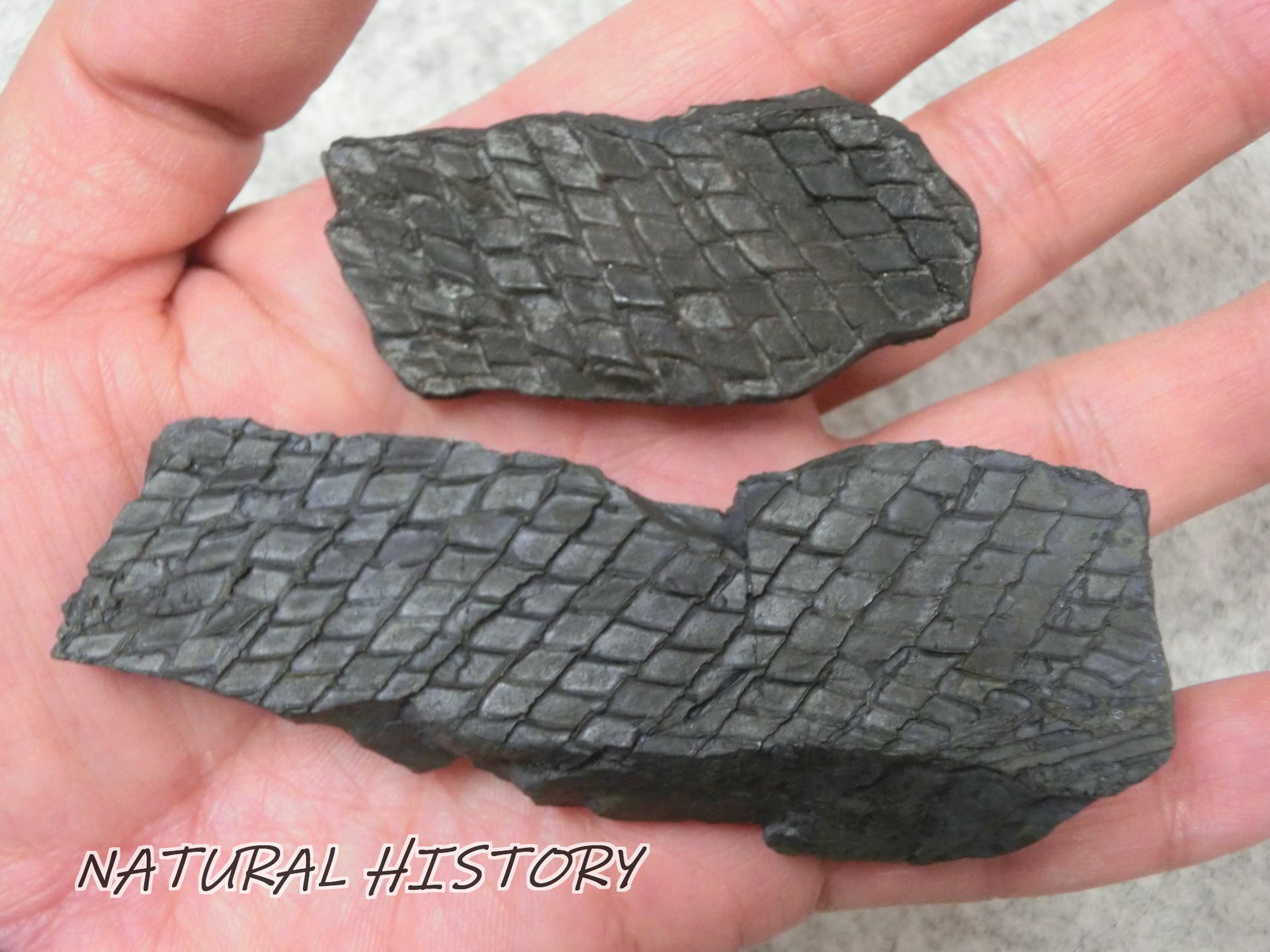 すべての生き物をめぐる１００の系統樹科学バ