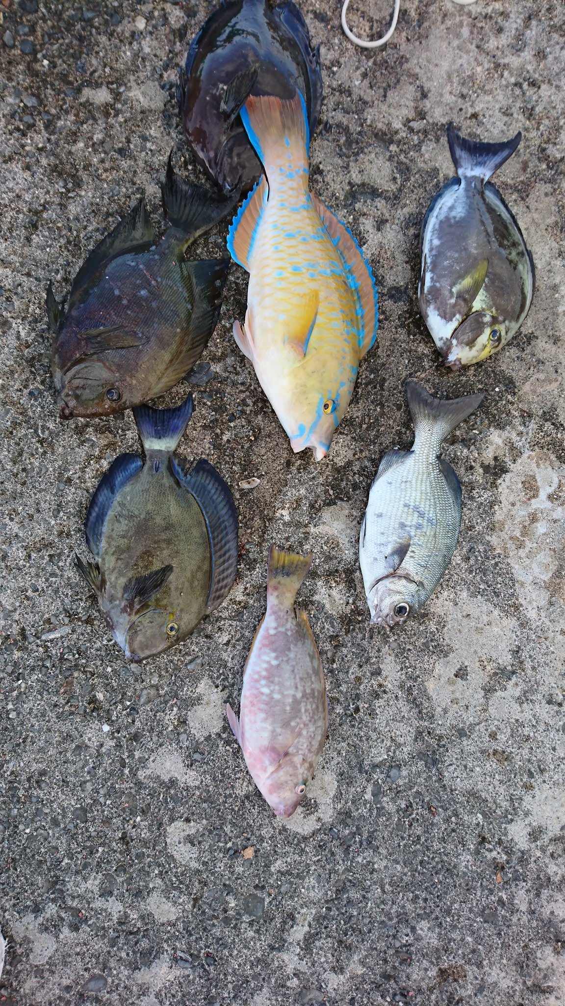 週間・月別釣果情報