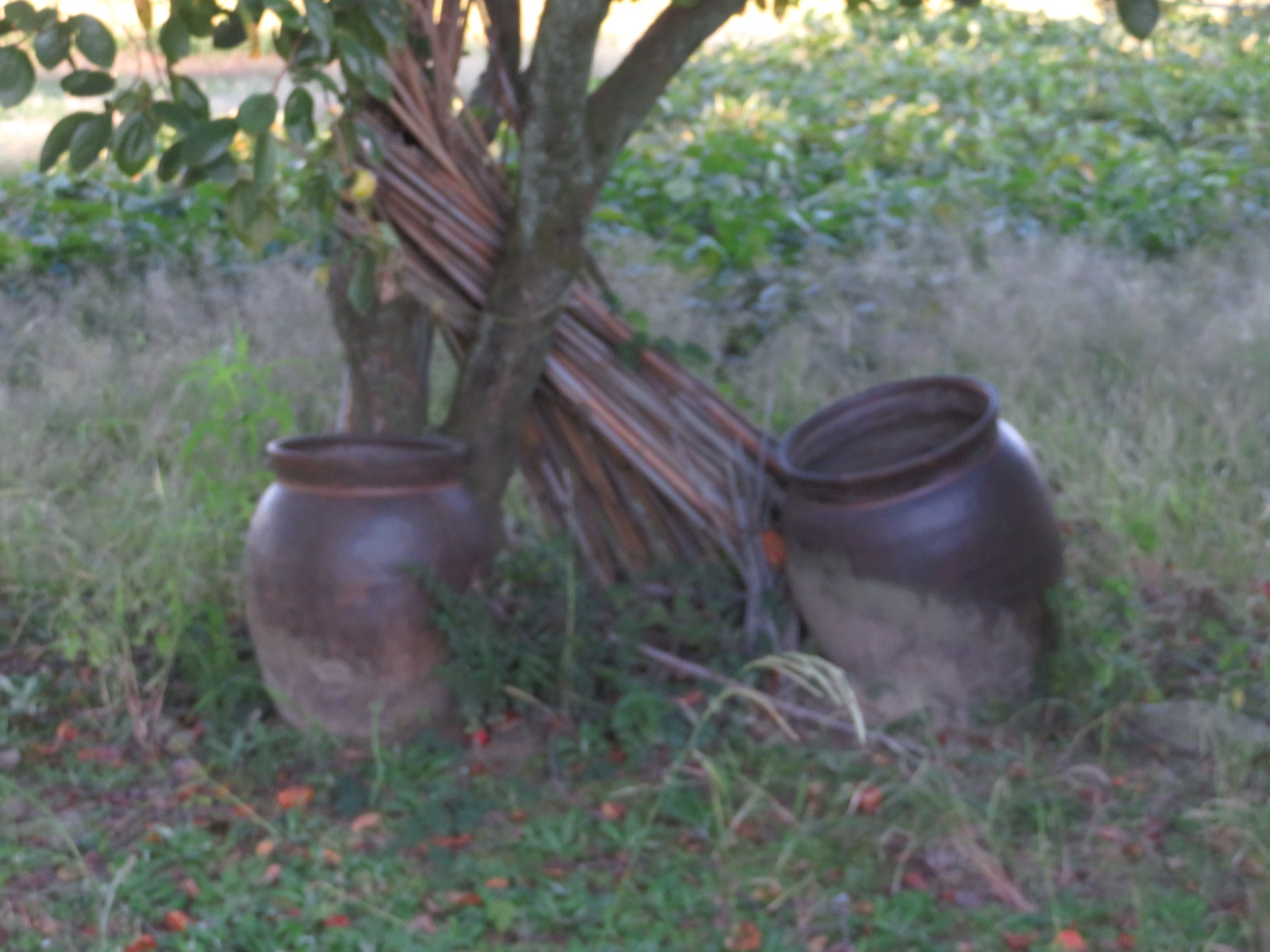 昔は肥溜めがあった。komajin