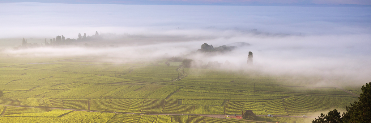ワインの味わいを左右する「テロワール」とは？基礎知識や与える影響について解説THE CELLAR online storeワイン通販