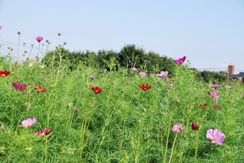 霧島市】十三塚史跡公園そばの「溝辺のコスモス畑」、「隼人町西光寺のコスモス畑」が満開です！ | 号外NET